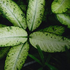 Indoor Plants