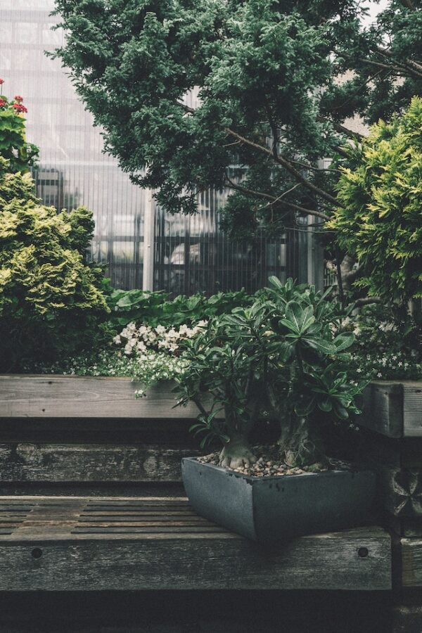 Ficus Bonsai - Plant image 2