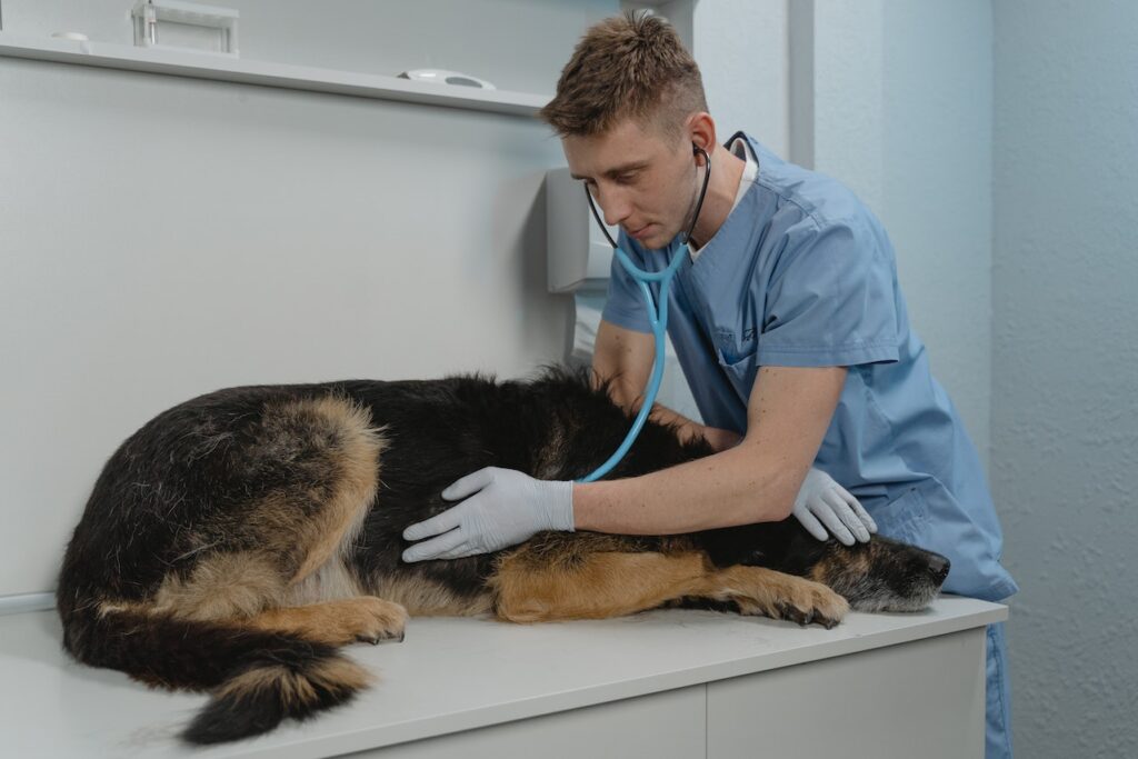dog being treated pic
