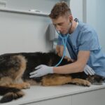 dog being treated pic