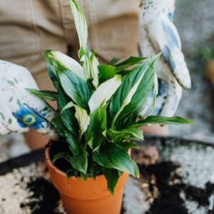 peace lily image