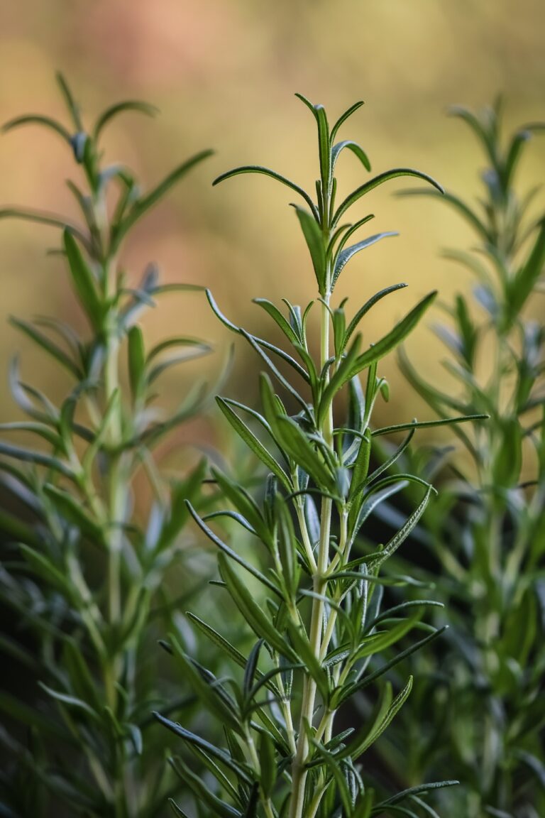 rosemary plant pic 1