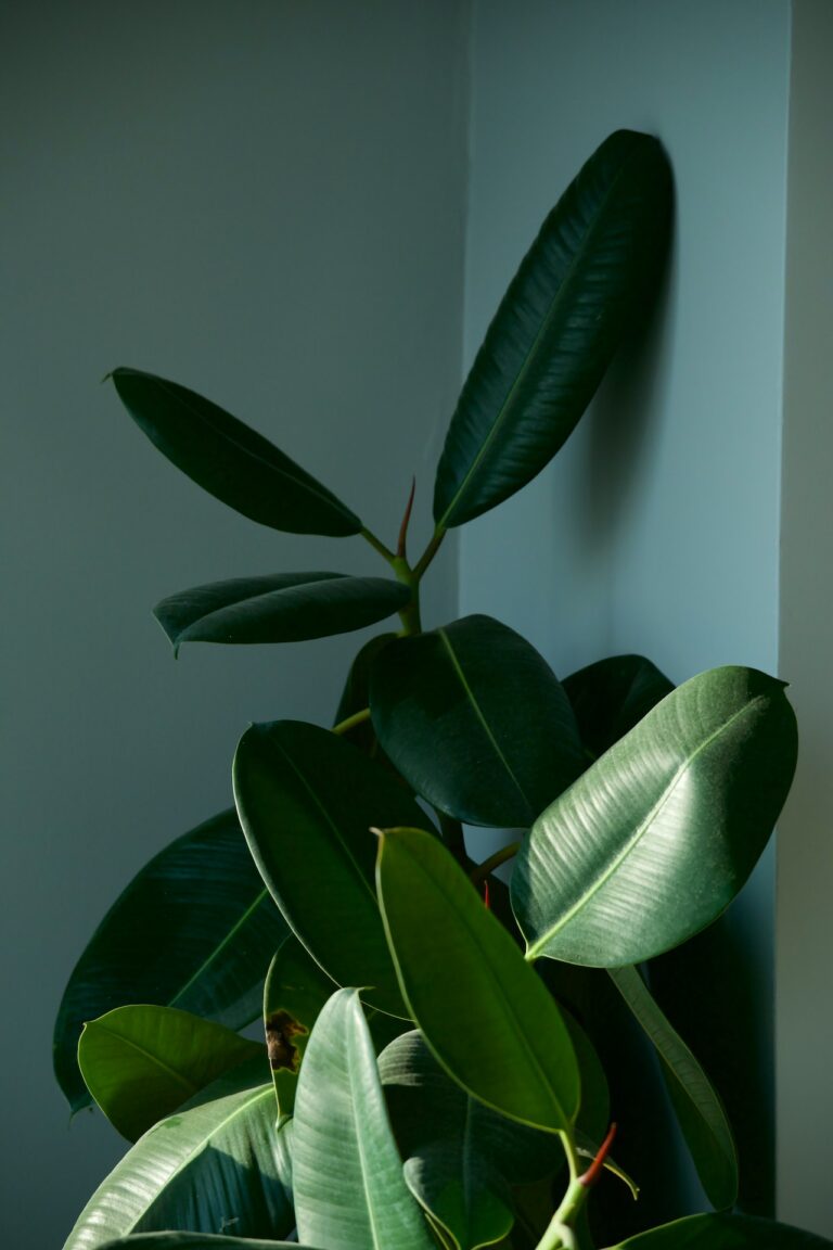 rubber-plant image