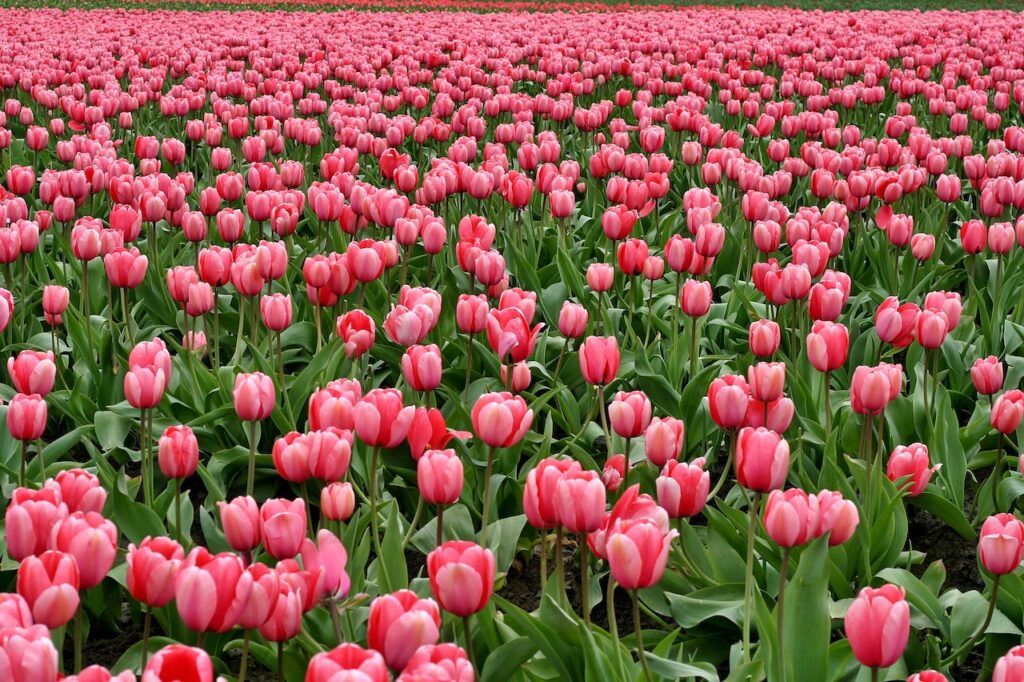 tulips pic