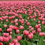 tulips pic