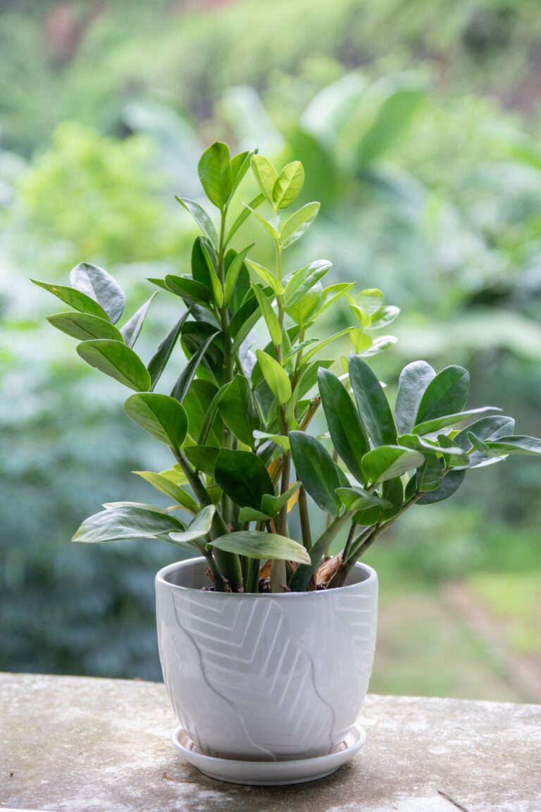 zz-plant image