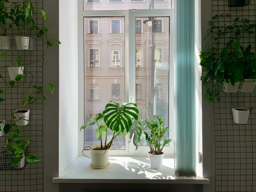 Light requirement plants image