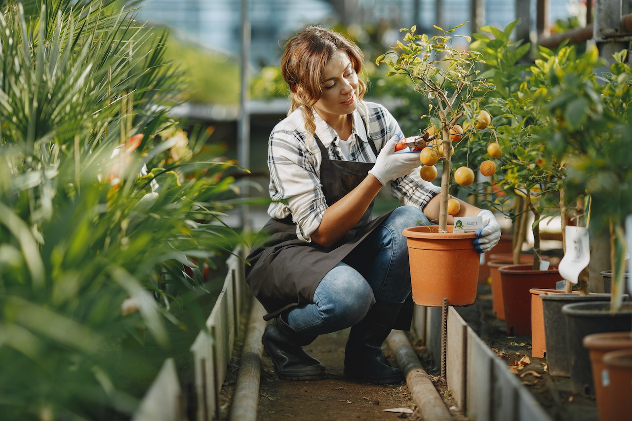 How To Prune Indoor Plants. - Nursery Bazaar