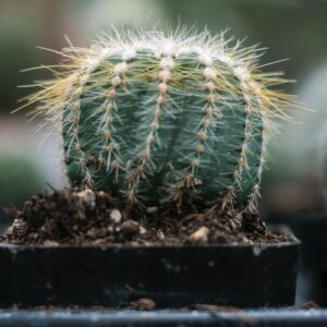 Notocactus roseoluteus - Cactus Plant