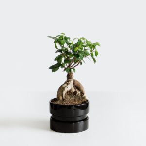 ficus bonsai in pot