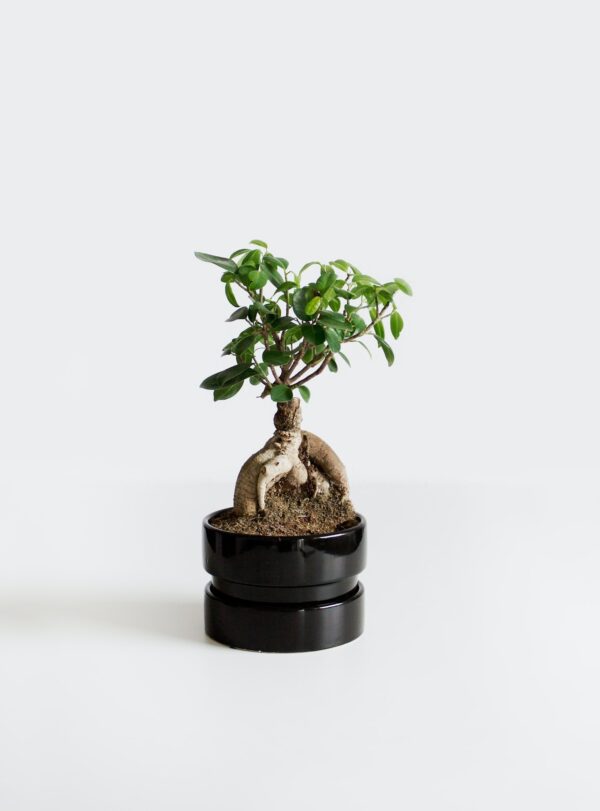 ficus bonsai in pot